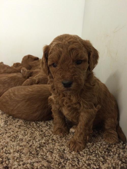 Very Dark Red Bich-poo Puppies Ready Soon!  DOB 12-26-15 Reds